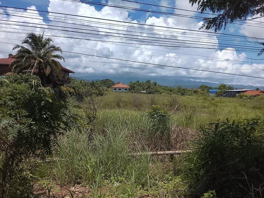 🔥ขายที่ดิน ติดถนน  ถูกสุดในย่านนี้🔥🔥🔥 📍ที่ตั้ง : ต.ม่วงคำ อ.พาน จ.เชียงราย 📍เนื้อที่ : 4ไร่ (14 ตร.วา) 💰ราคาเสนอขาย : ตรว ละ 6,750 บาท 5