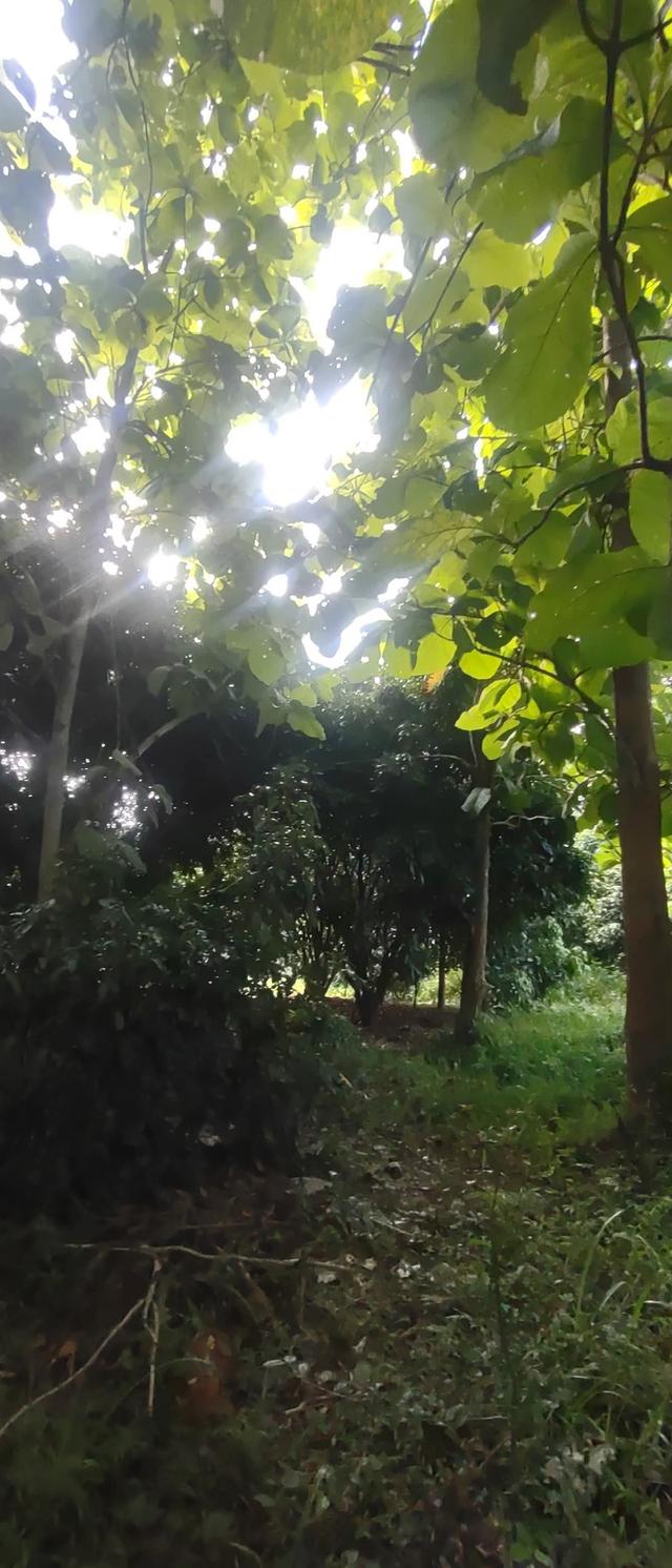 ที่สวน1ไร่2งาน73ตรว 320,000 ที่สวยมากเป็นสวนมีต้นสักใหญ่มากๆหลายต้น มีต้นลำไยสิบกว่าต้น กำลังให้ผลผลิตเยอะมาก มีต้นไผ่ มีต้นก้ามปู มีต้นงิ้ว ท 12