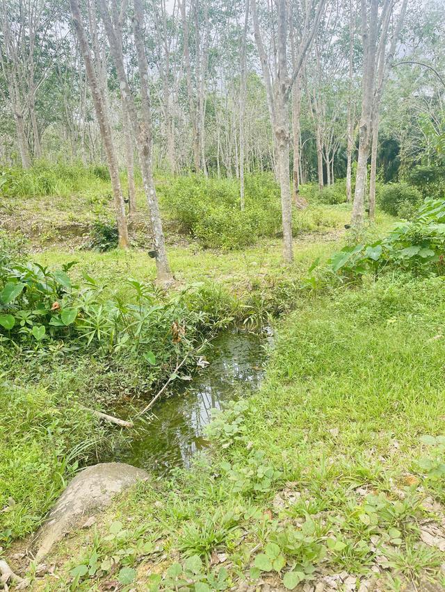 ที่ดินสวนยาง 2