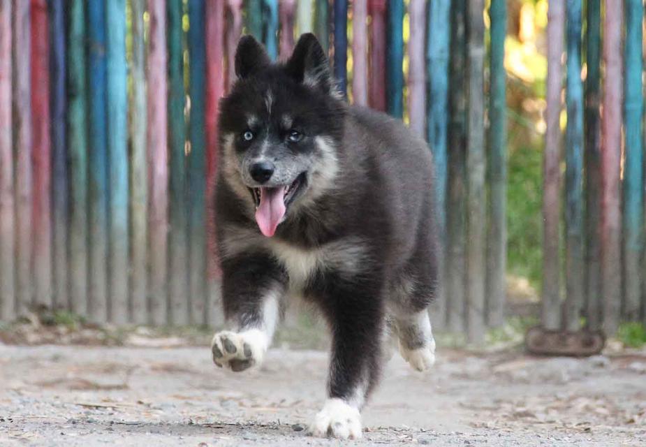 ไซบีเรียนแท้ เพศหญิง ตาสองสี