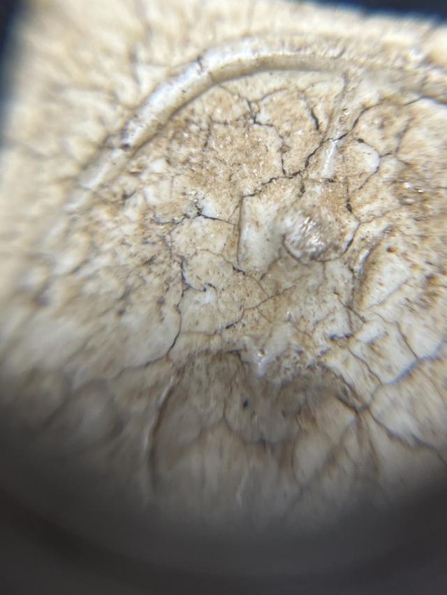 สมเด็จหูบายศรี ก้างปลา หลวงปู่ภู วัดอินทร์ สวยสมบูรณ์ ไม่หักไม่ซ่อม รูปที่ 4