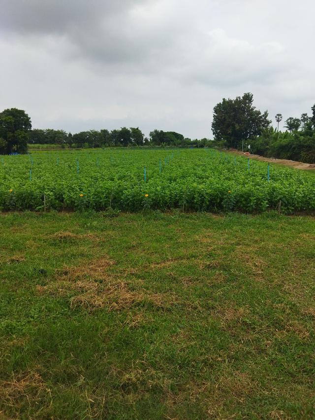 ที่ดินเปล่าติดถนนคอนกรีต