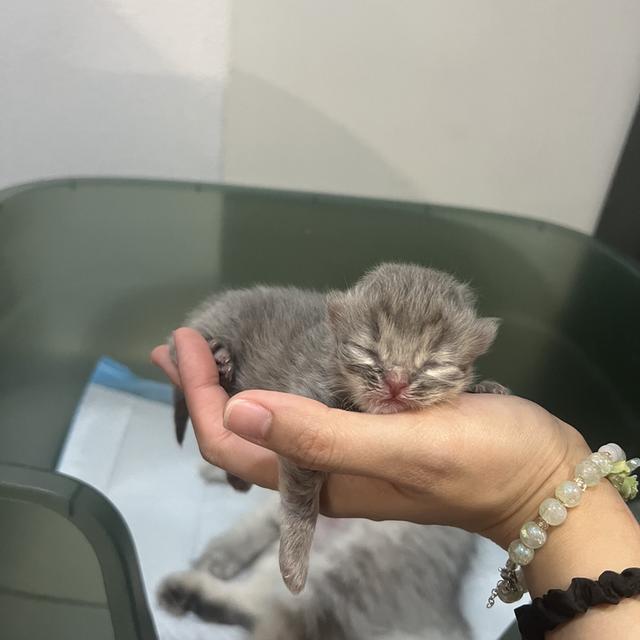 Scottish Fold  สก็อตติชโฟลด์ แท้ ระบบปิดเลี้ยงด้วยรัก รวมวัคซีน ถ่ายพยาธิ หยอดยากันปรสิตและไรหู สมุดวัคซีน รูปที่ 11
