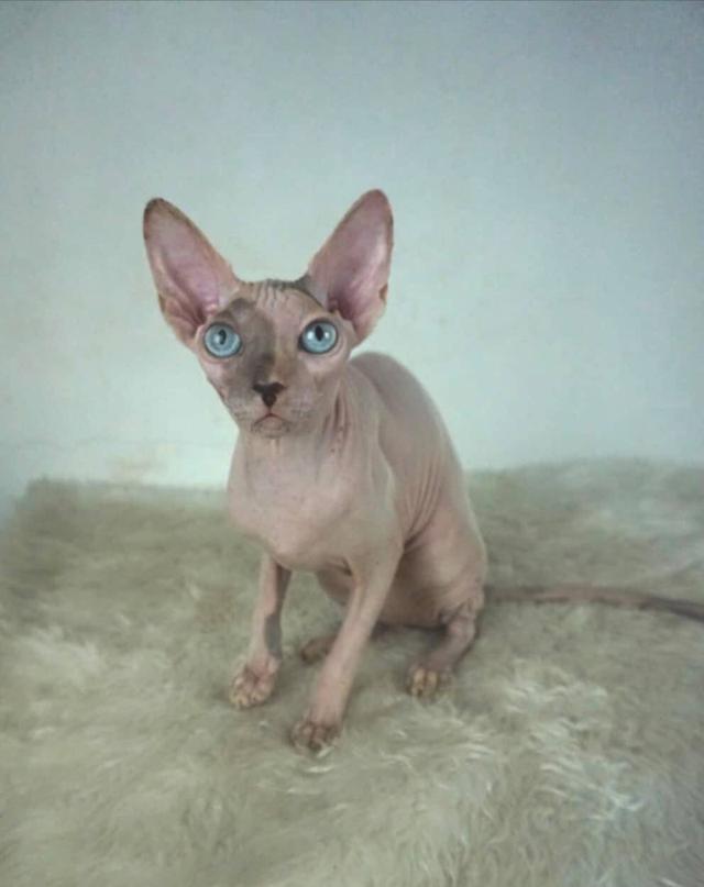 9.แมวสฟิงซ์/เพศเมีย หาบ้าน Sphynx Cat/Female looking for a new home 6