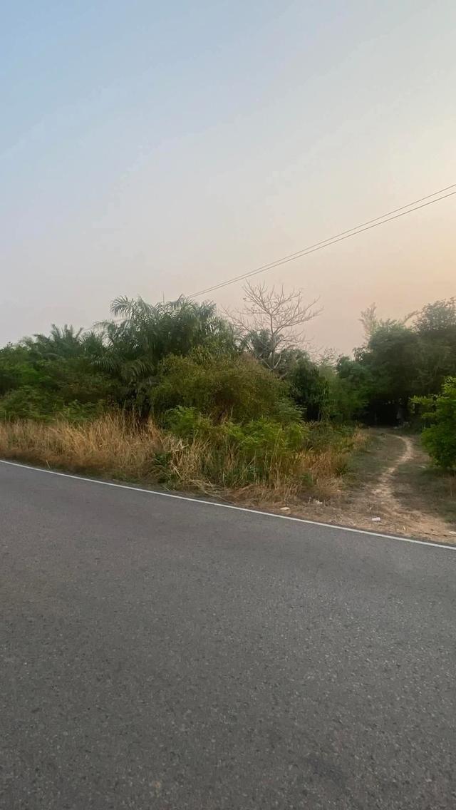 ขายที่ดินจำนวน42ไร่ จ.กาฬสินธุ์ 12