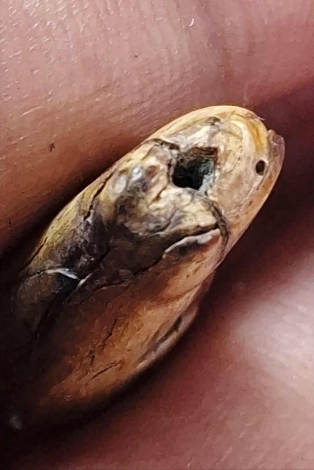 เสือ หลวงพ่อแตง วัดอ่างศิลา 5