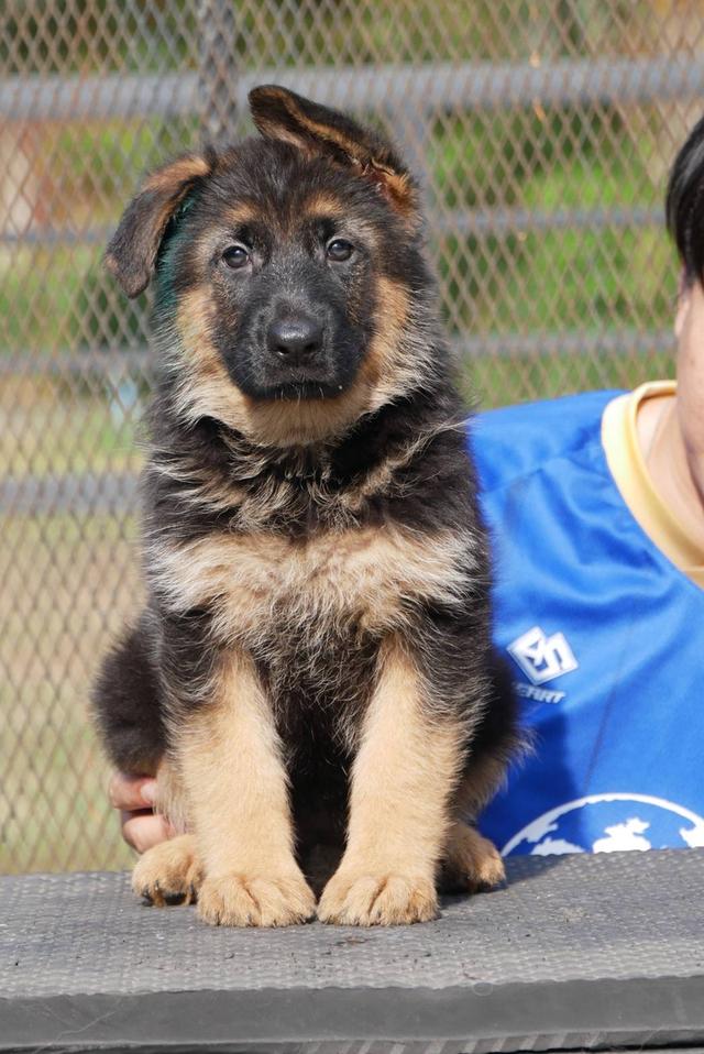 ลูกสุนัขเยอรมันเชพเพริด รูปที่ 4