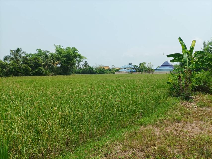 ขายที่ดิน 11ไร่95ตร.ว. ต.ป่าป้อง อ.ดอยสะเก็ด จ.เชียงใหม่ 7