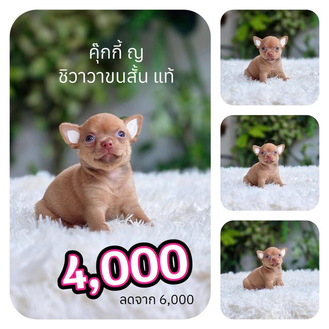 ชิวาวาขนสั้นพร้อมย้ายบ้านมีส่งเก็บปลายทาง รูปที่ 2
