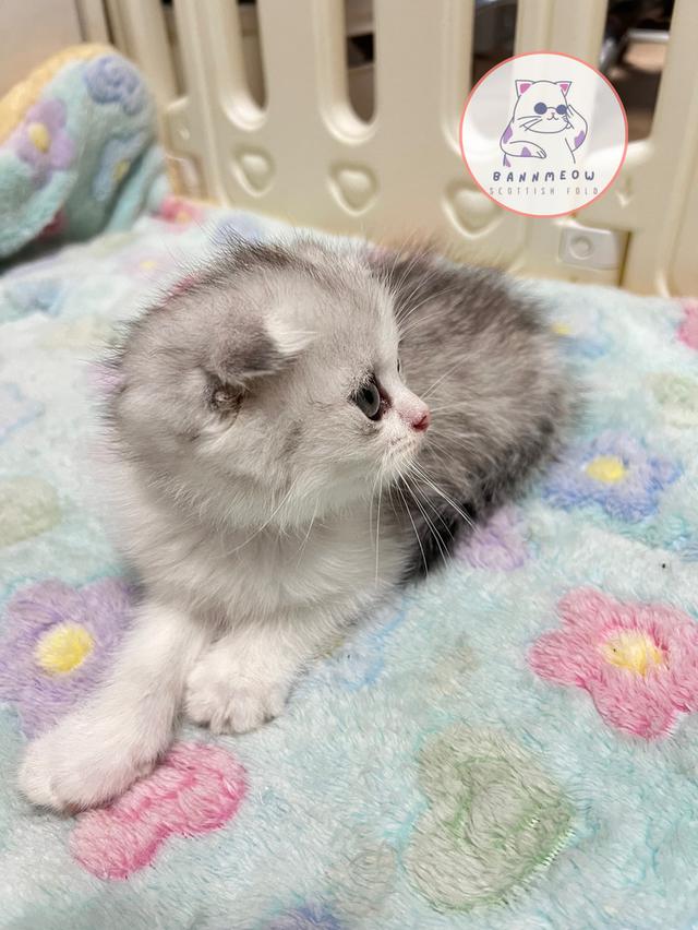 ดช สก็อตติช 10