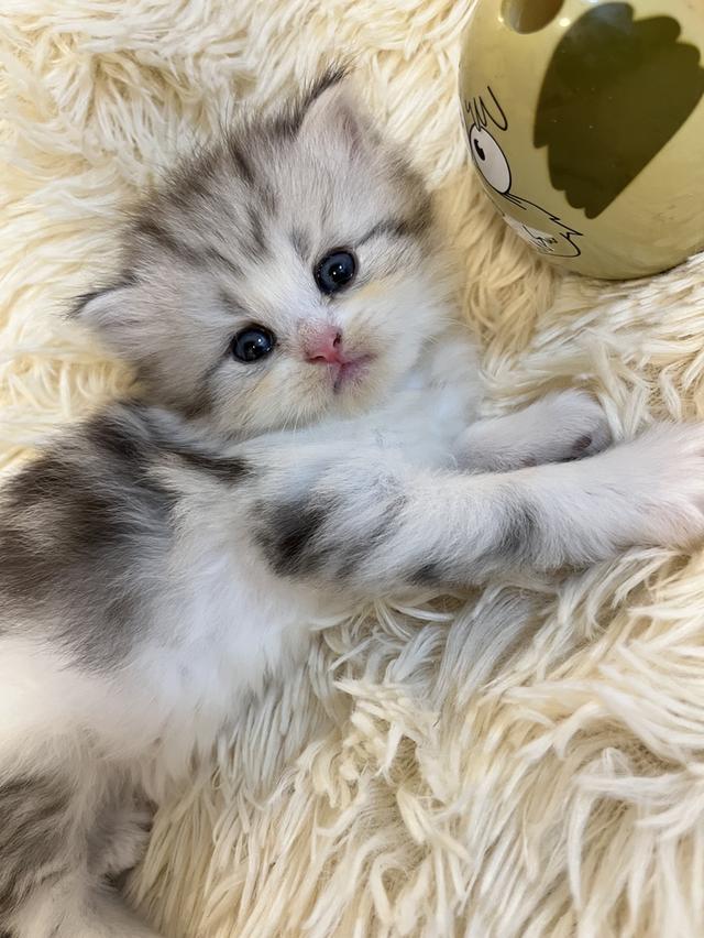 แมว สก๊อตติชขนยาว 🙏🙏🔥สีเทา