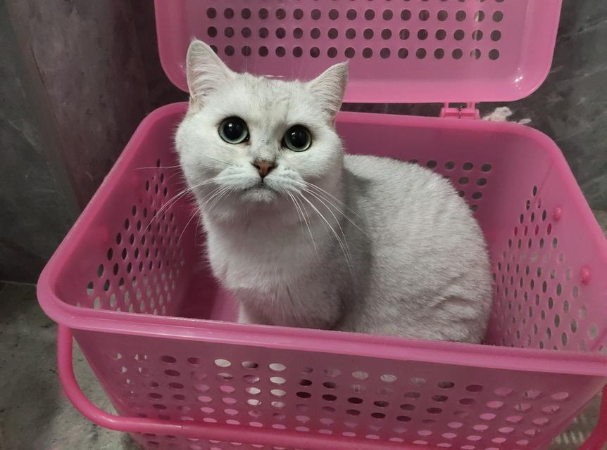 บริติช ชอร์ตแฮร์♀️อายุ2ปี 