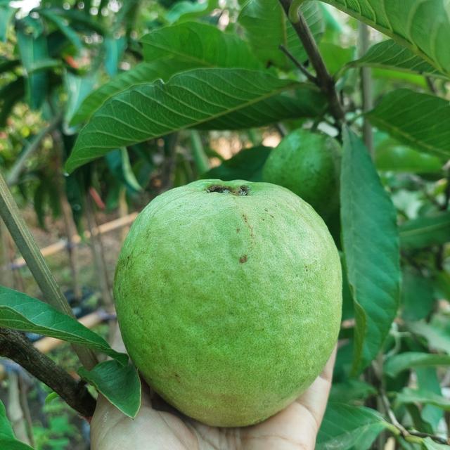 ฝรั่งใส้แดง 2