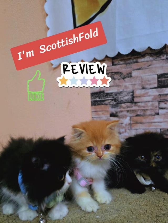 เปิดจองลูกแมวสก็อตติชโฟลด์ รูปย่อยที่ 2