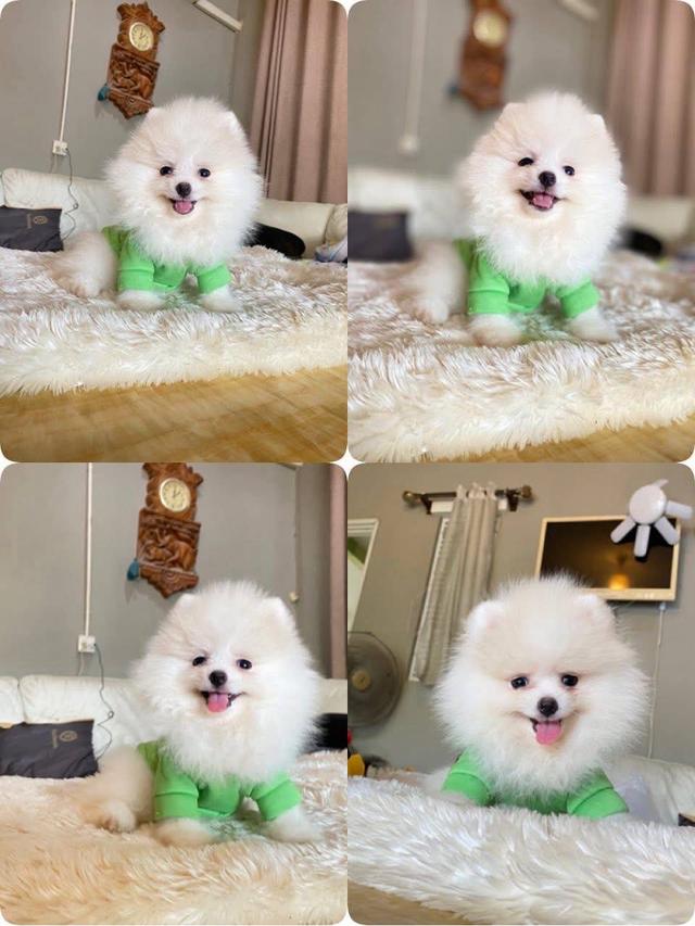 ปอมเมอเรเนียนแท้ พร้อมย้ายบ้าน