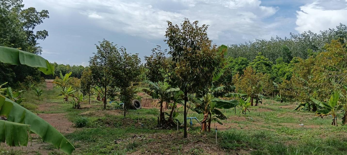 ที่ดินพร้อสวนทุเรียนพร้อมบ้าน 3