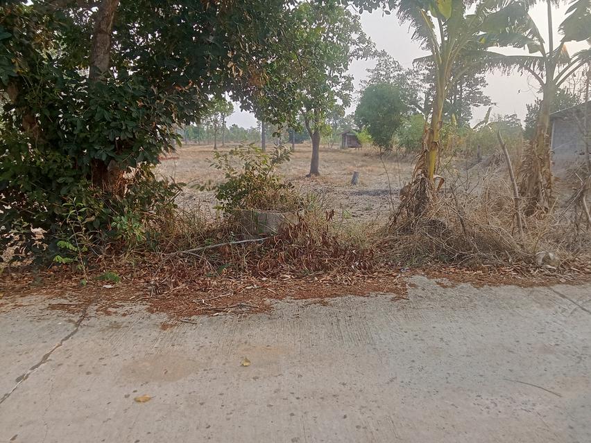 ขายที่นา4ไร่48ตรวบ้านโคกขมิ้นอ.พลับพลาชัยจ.บุรีรัมม์ 9