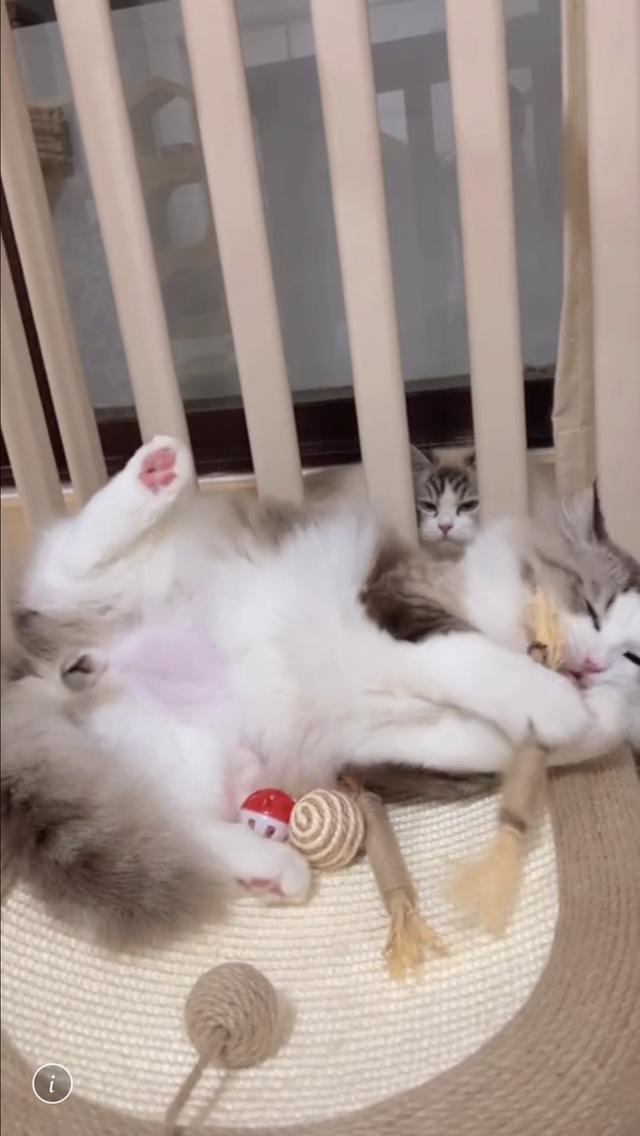 แร็ดอลเพศผู้ ติดคนมากนิสัยดีรับแขกเข้าได้กับทุกคน พร้อมเป็นคุณพ่อ รูปที่ 5