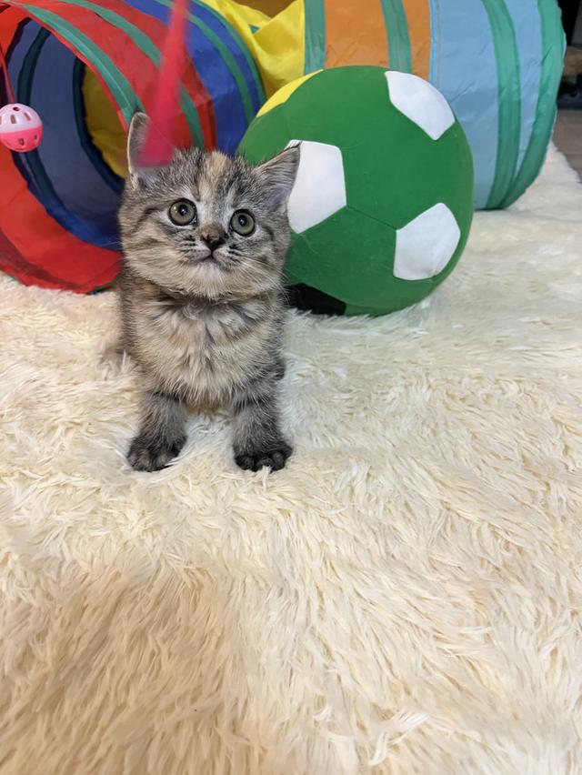 แมวสก๊อตติช 🥰😁😁❌❌❌❌