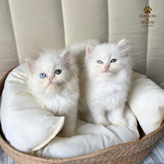 เปอร์เซียแท้ ตาสองสี ขาวล้วน 4