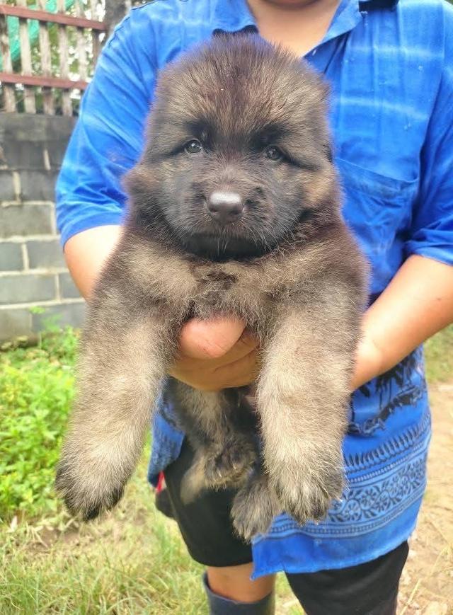 ลูกสุนัขเยอรมันเชพเพิร์ด