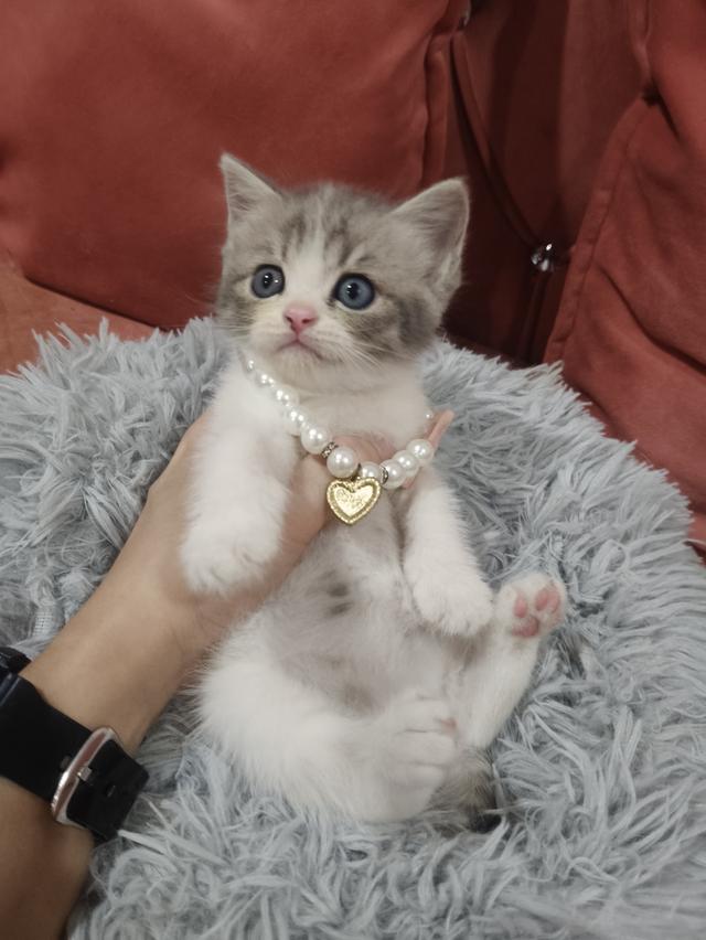 เด็กหญิง ลายวัว เทาขาว 🏡🏠🫶😻 รูปที่ 9