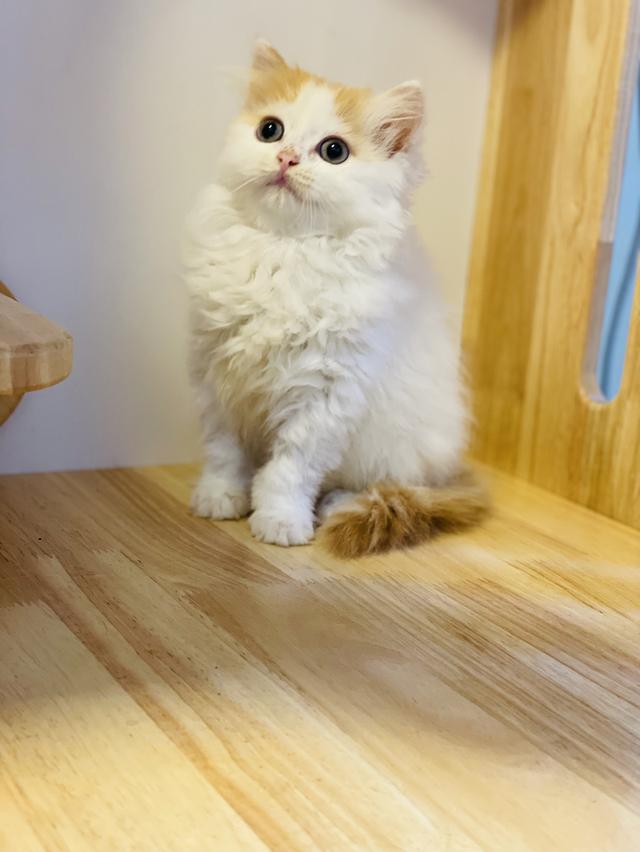 สก็อตติชโฟลด์ 6