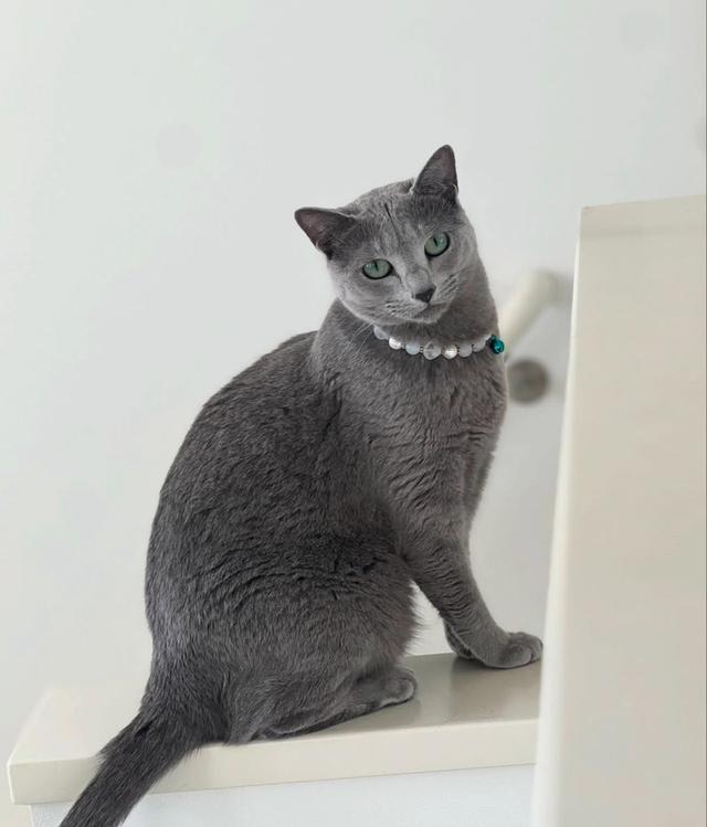 Russian Blue เกรดประกวด ราคาแบ่งปัน 3