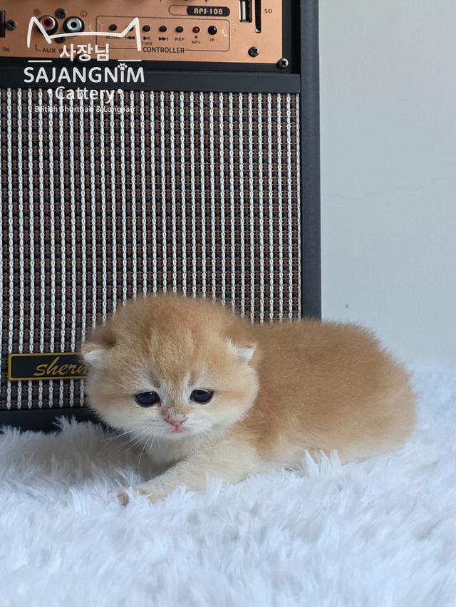 ลูกแมวบริติช ช็อตแฮร์ เพศชาย