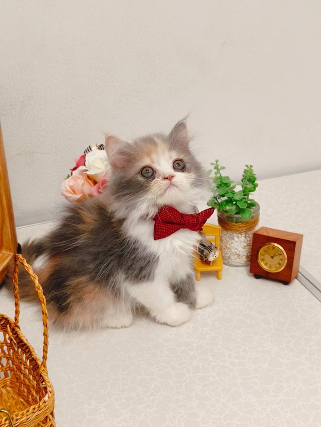 แมว scottish ขนยาว 3สี