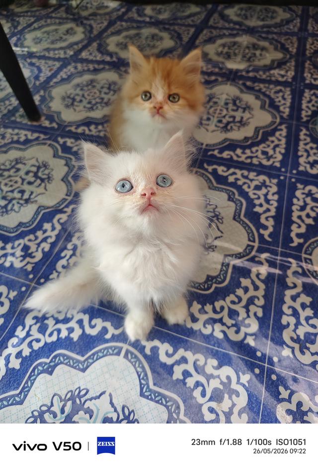ลูกแมวเปอร์เซียราชบุรี