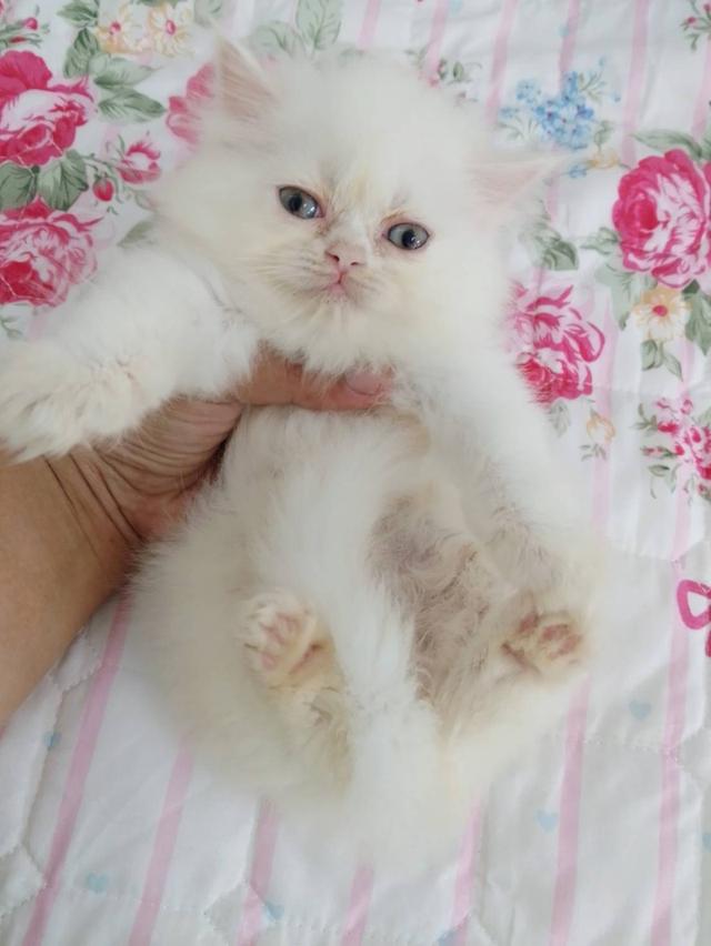 แมวเปอร์เซียเซียน่ารักมากเมีย พระรามสอง เทียนทะเล20