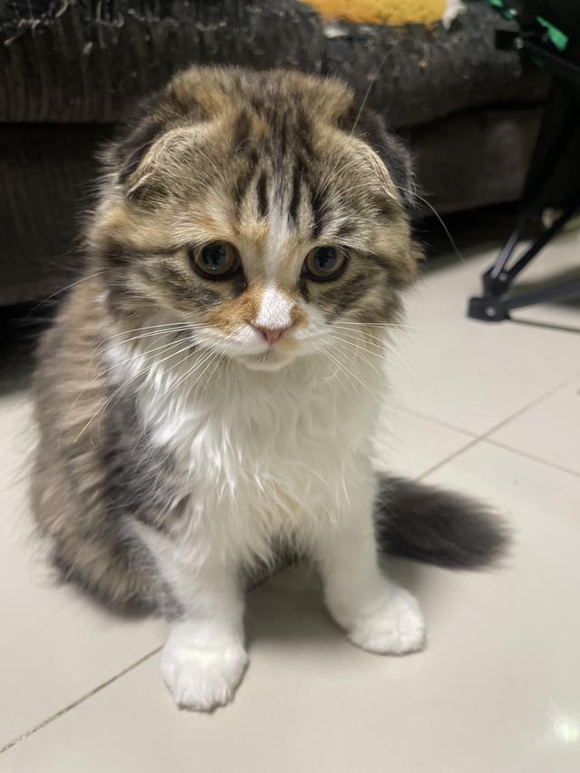 แมวสามสีนำโชค(หญิง3เดือน)เกิด9/9/68 2