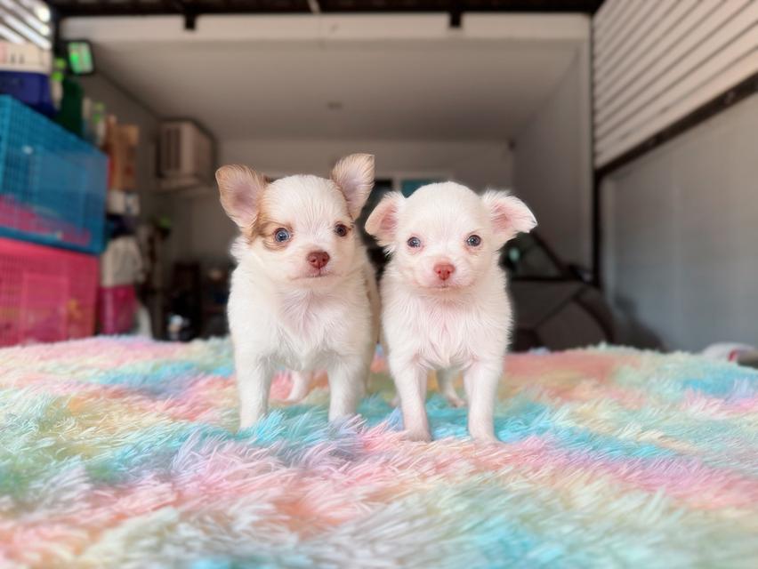 ชิวาวาผสมปอม เพศผู้ พร้อมย้ายบ้าน พิกัดรามอินทรา 9