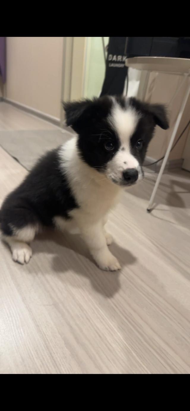 Border Collie