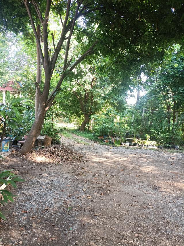 ที่ดิน5 ไร่2 งาน69 ตรว.ฟรีบ้านเดี่ยวชั้นเดียว128 ตรม.1 หลัง 9