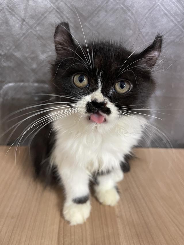 คนขายเลี้ยงเองครับ น้องแมวพันธุ์ อเมริกันเคิร์ลผสมหิมาลายัน เพศหญิง ( บิน )