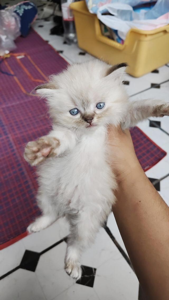 แมวเปอร์เซียหิลามายัน รูปที่ 5