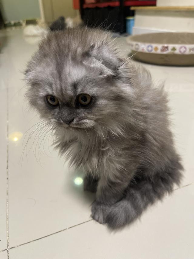 น้องแมวขี้อ้อนหูพับ(ชาย 2 เดือน)พร้อมย้าย 10