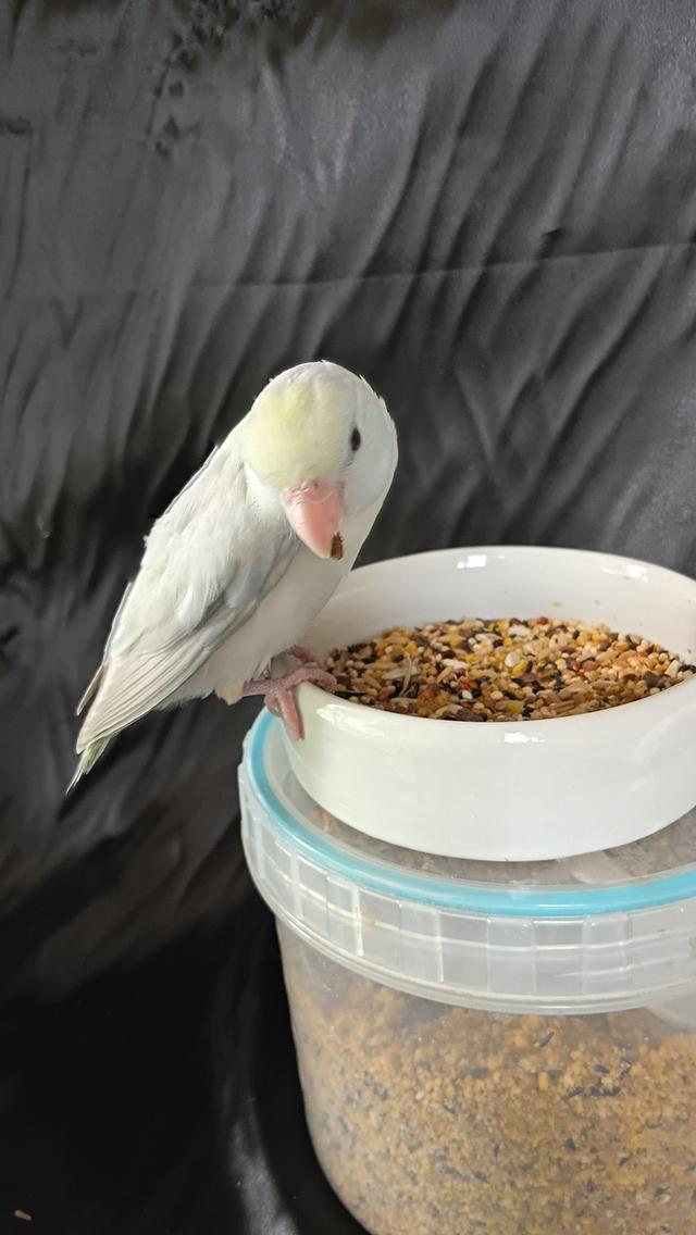 นกฟอพัส (Forpus Parrot)สี: ไดลูทพาสเทล (Dilute Pastel) โทนละมุน สีสวยหวานสะอาดตา เอกลักษณ์ความนวลที่ละมุน รูปที่ 8