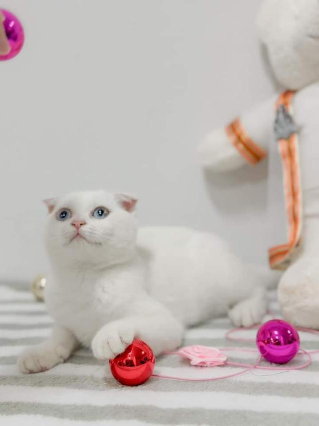 แมว Scottish Fold 2