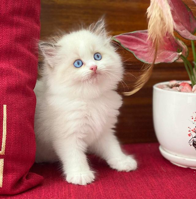 แมวRagdoll พร้อมย้ายกรุงเทพ รูปที่ 4