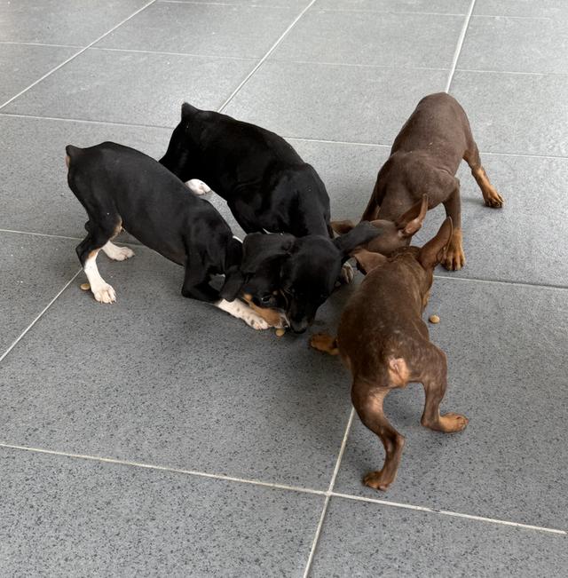 ลูกสุนัขพันธุ์มิเนเจอร์ (Miniature Dogs) 14