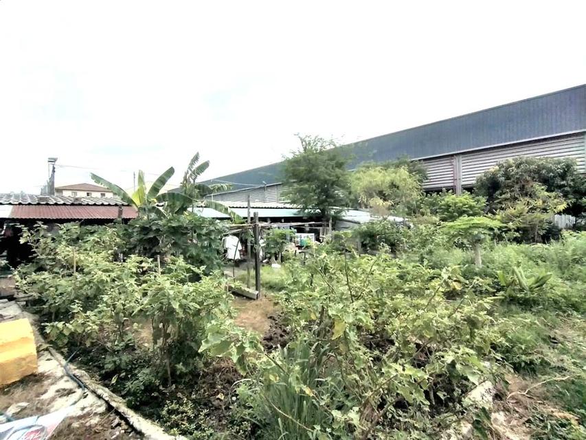 ขาย ที่ดิน 1 ไร่ ถมแล้ว หลังเดอะวอล์ค ราชพฤกษ์ 5