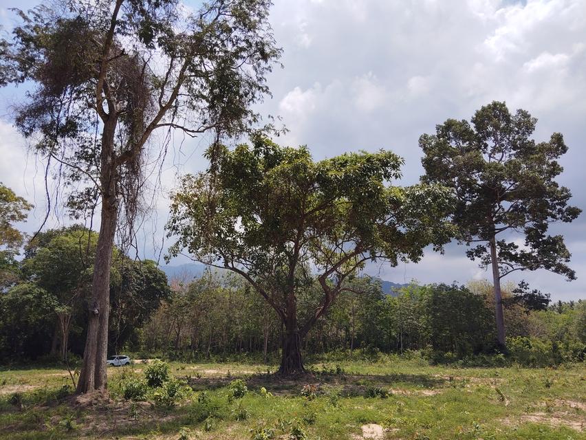 ที่ดิน 4 ไร่ เกาะสมุย 4