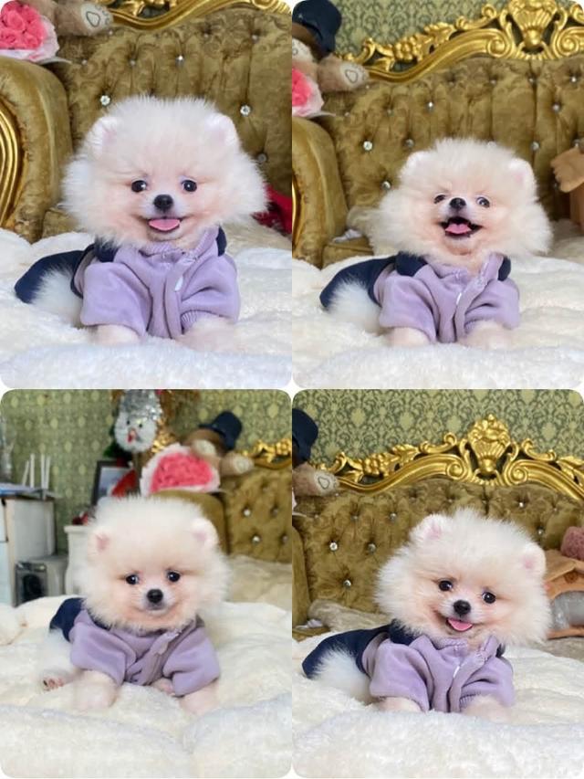 ปอมเมอเรเนียนแท้ พร้อมย้ายบ้าน รูปที่ 5