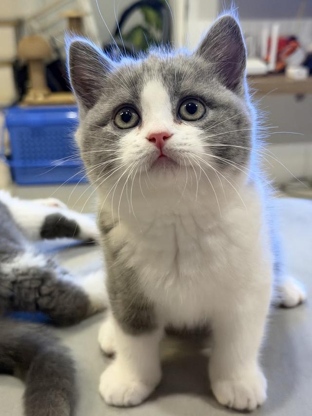 แมวบริติชสายเลือดแชมป์ รูปที่ 2