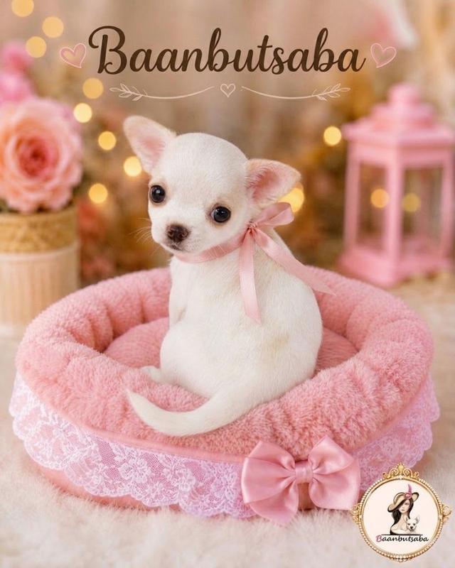 Baanbutsaba(ลูกชิวาวาสีขาวแฟนซี) รูปที่ 4