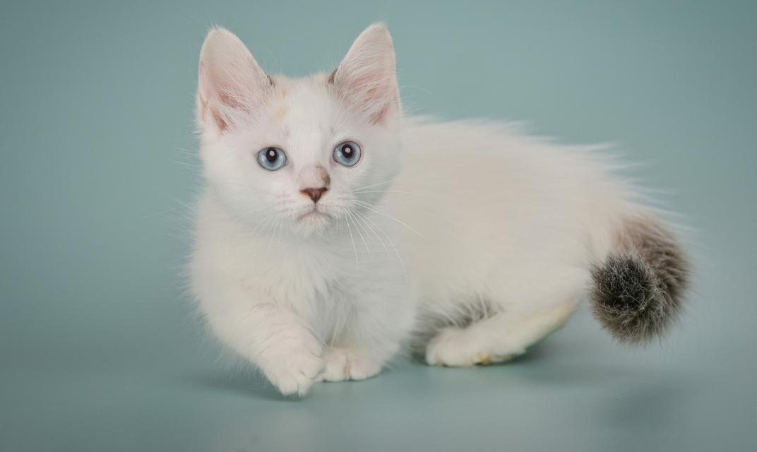 Munchkin Kittens Registered รูปที่ 2