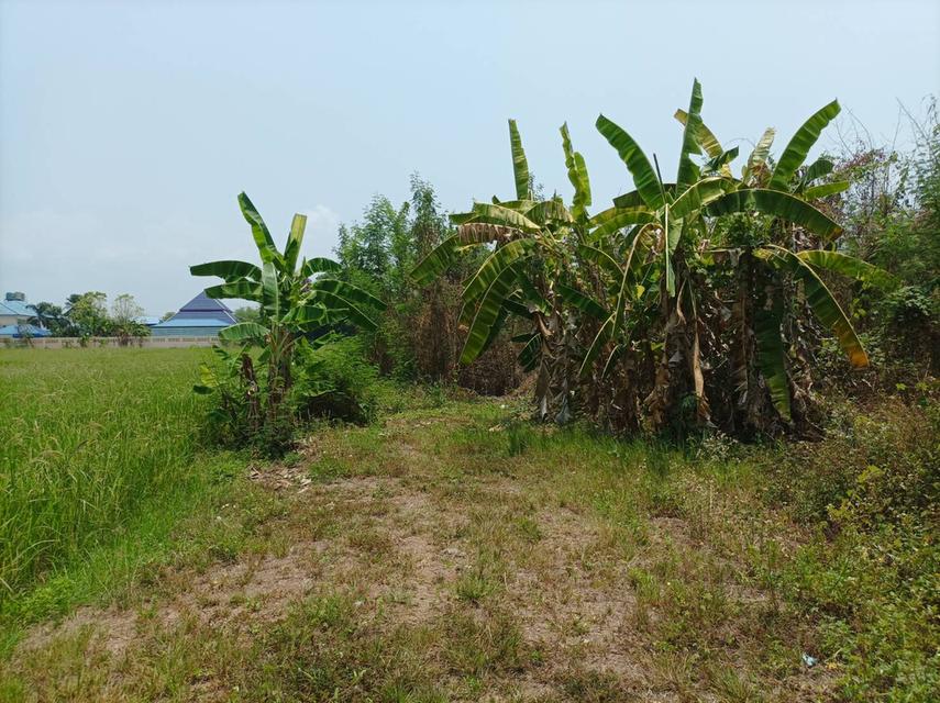 ขายที่ดิน 11ไร่95ตร.ว. ต.ป่าป้อง อ.ดอยสะเก็ด จ.เชียงใหม่ 5